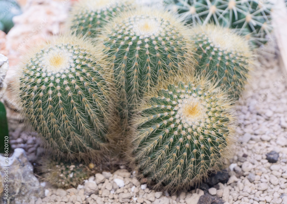 Group cactus in pot with white stone top up view,Eriocactus leninghausii,decoration garden,interior or outdoor Group cactus in pot with white stone top up view,Eriocactus leninghausii,decoration garden,interior or outdoor