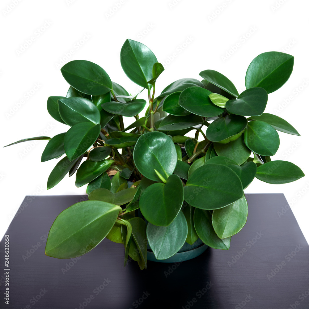 Potted flower in a green pot on a black square table Potted flower in a green pot on a black square table
