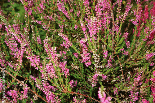 Bright forest Heather flowers as background for design.