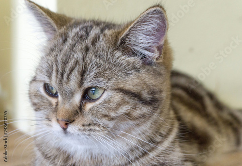 Close up brown tabby cat American shorthair,young cat lovely pet,so cute,isolated background