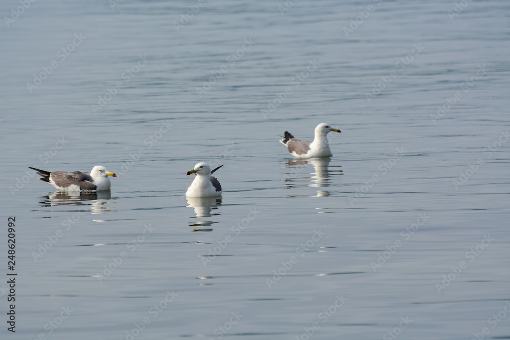 Some gulls are swimming on the water. Some gulls are swimming on the water.