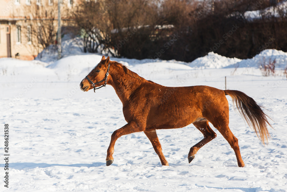 Horses walking in winter field in the village
