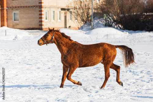 Horses walking in winter field in the village © protivnica