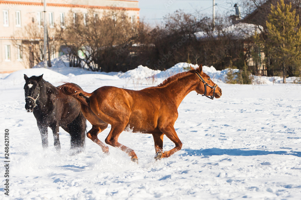 Horses walking in winter field in the village Horses walking in winter field in the village