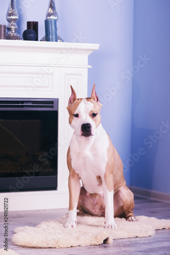  American Staffordshire Terrier on a pink armchair