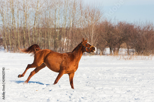 Horses walking in winter field in the village