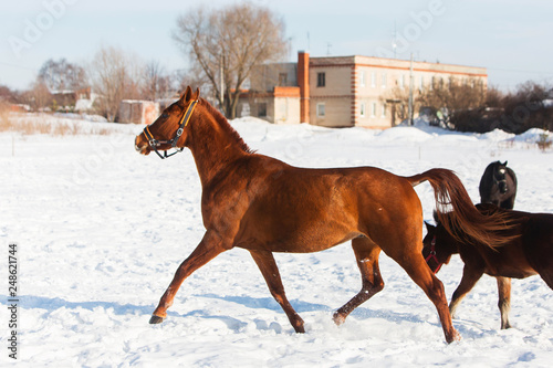 Horses walking in winter field in the village © protivnica