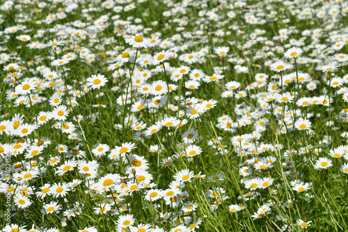 White daisy flowers photo