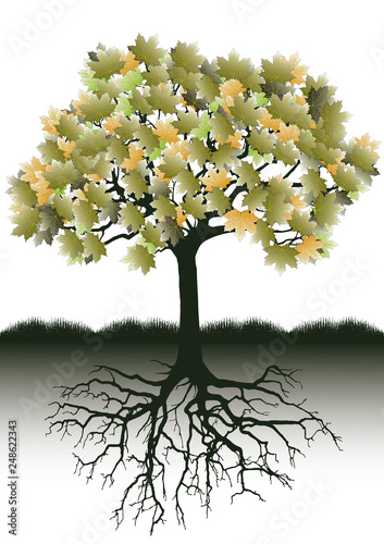 Tree silhouette with leaves and root