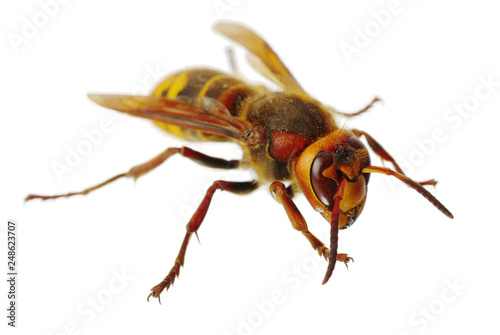 Wasp hornet on white background. Isolated on white