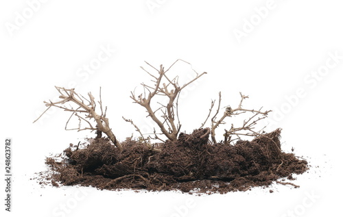 Roots, shrubs, bush in dirt, soil isolated on white background