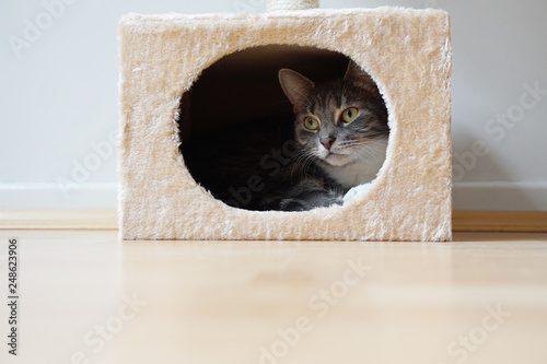 grey tabby cat resting in hideaway cat bed photo