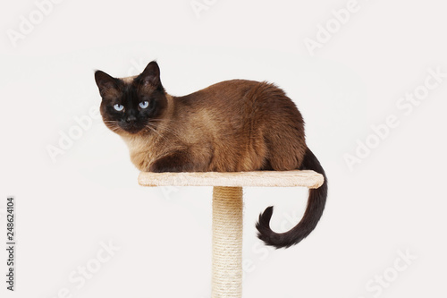 siamese cat resting on lookout platform on top of scratching post photo