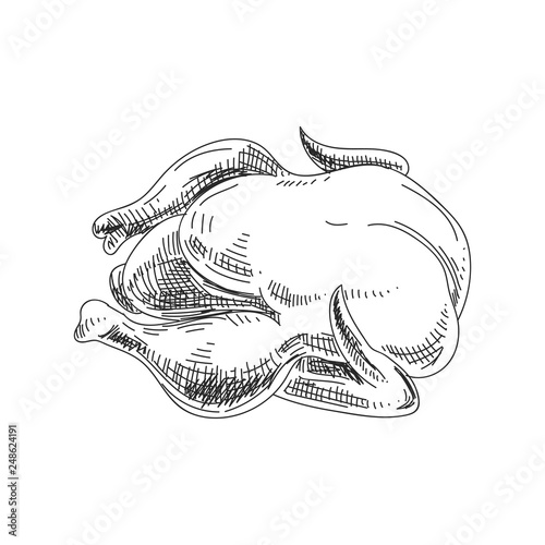 Beautiful vector hand drawn chicken Illustration.