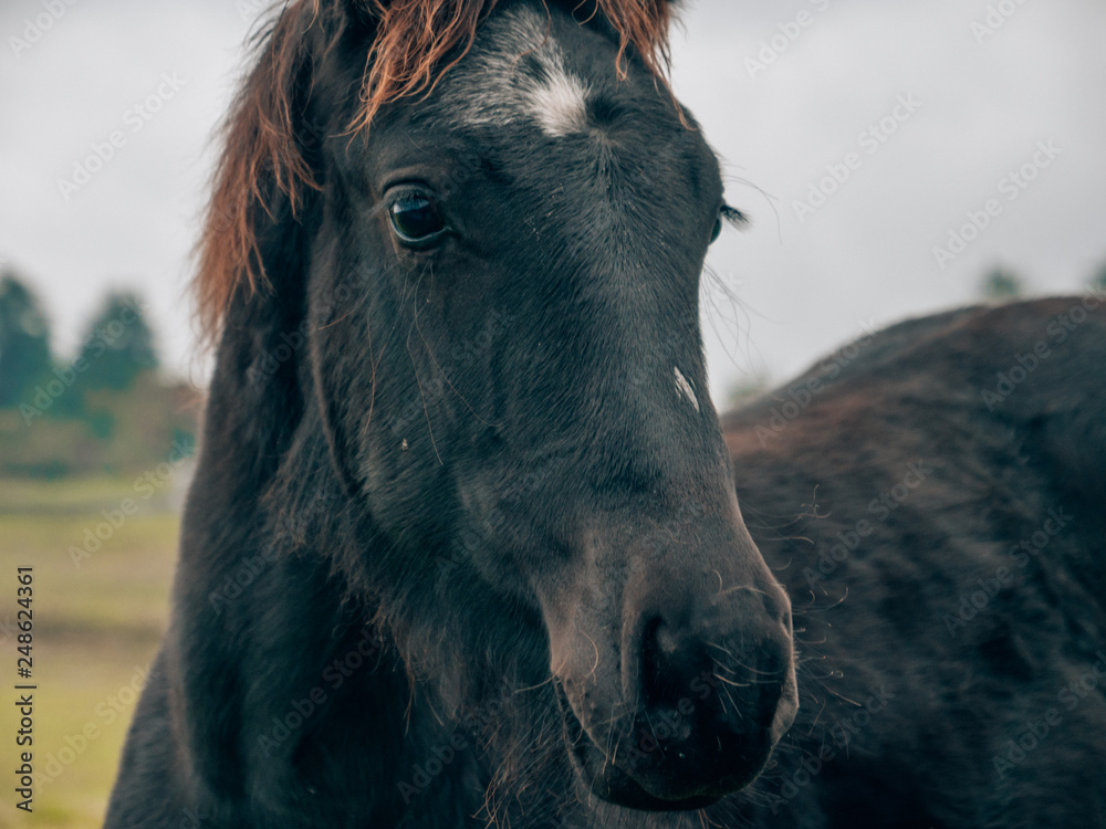 Fototapeta premium portrait of a black horse on a green meadow