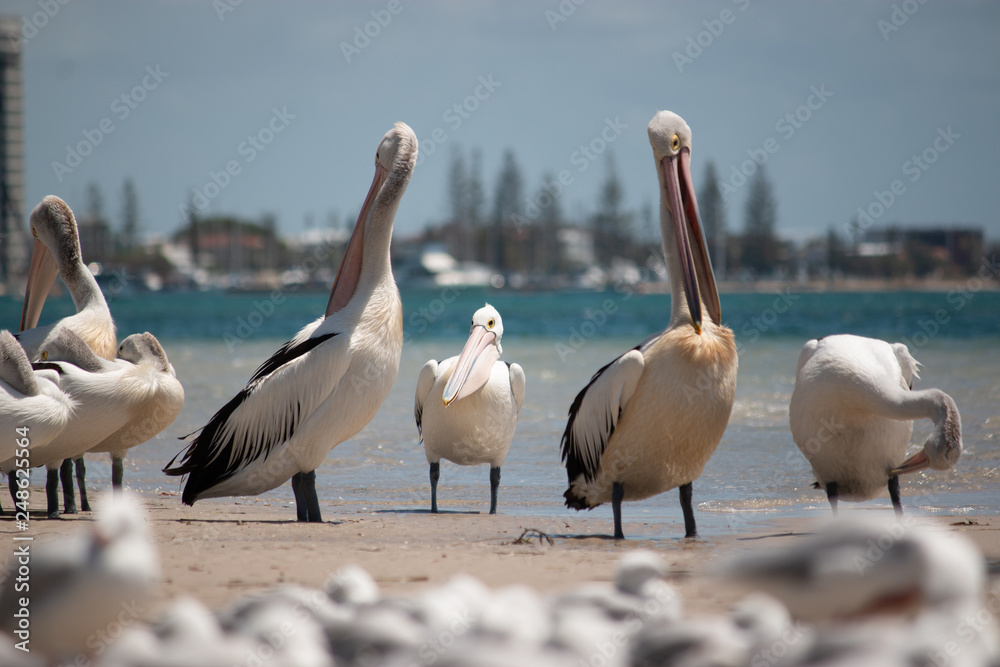 pelicans on the beach grooming beauty in nature