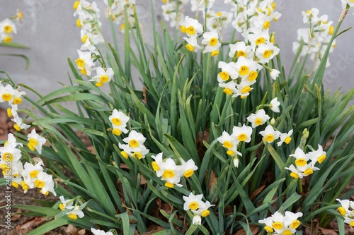 Narcissus flowers are in full bloom.