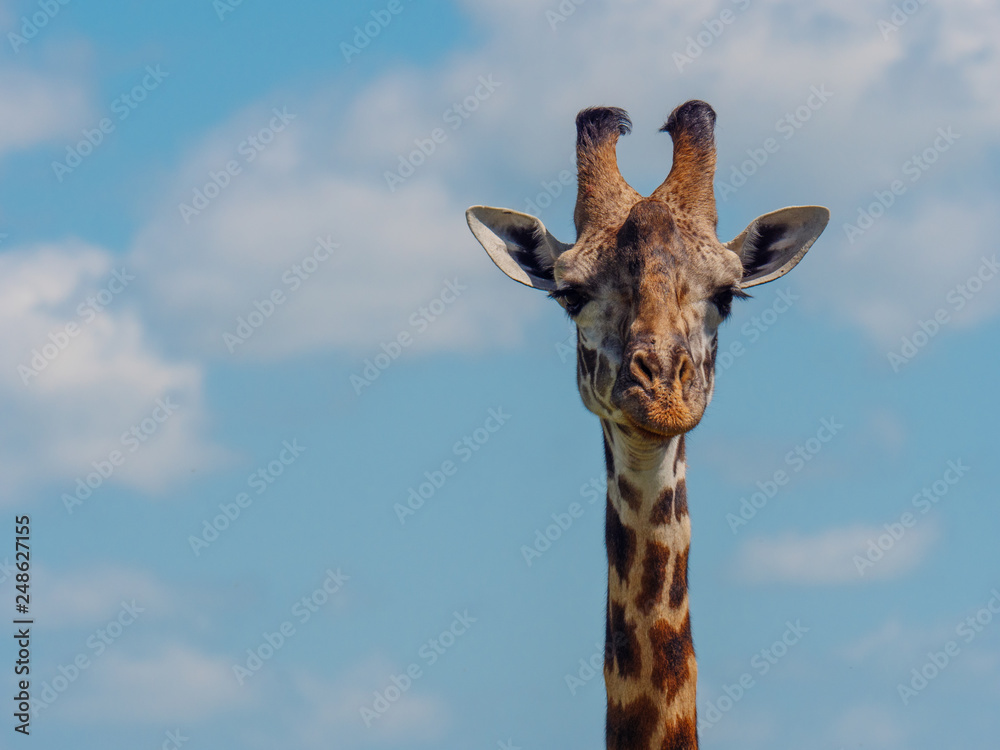 Naklejka premium Reticulated giraffe in a Kenya
