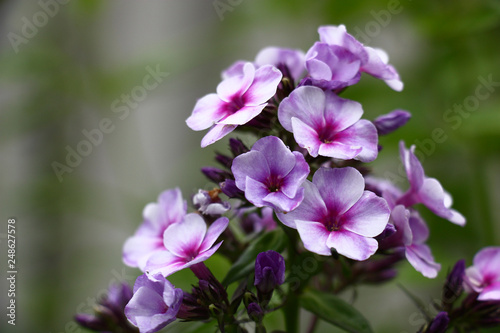 In an inflorescence of a phlox flowers with petals of beautiful colors began to reveal.