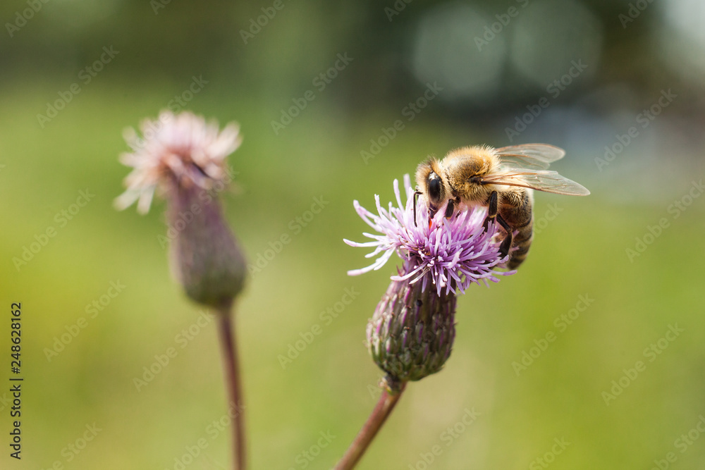 Bee on a pink flower Field thistle. Field wild-type plant with spines. Bee on a pink flower Field thistle. Field wild-type plant with spines.