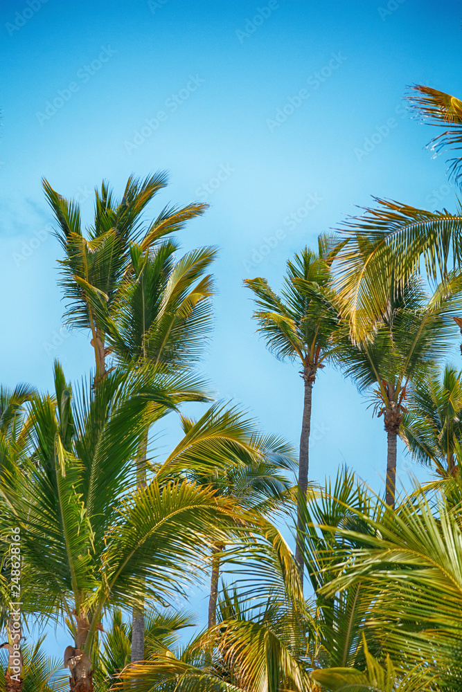 tropical palm trees against a blue sky