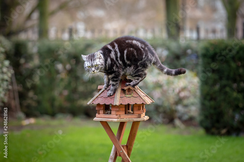 Katze oder Kater am Vogelhaus