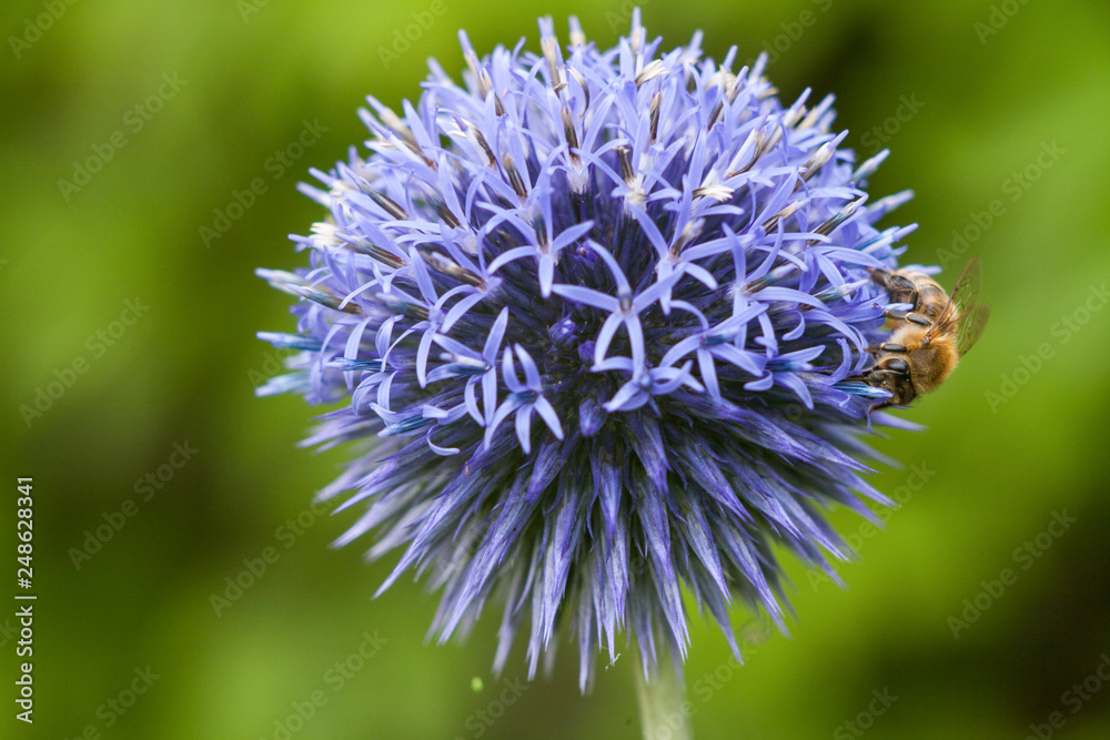 Bee on decorative purple thistle. Collects pollen and drink nectar. Blue flower with insect. Bee on decorative purple thistle. Collects pollen and drink nectar. Blue flower with insect.