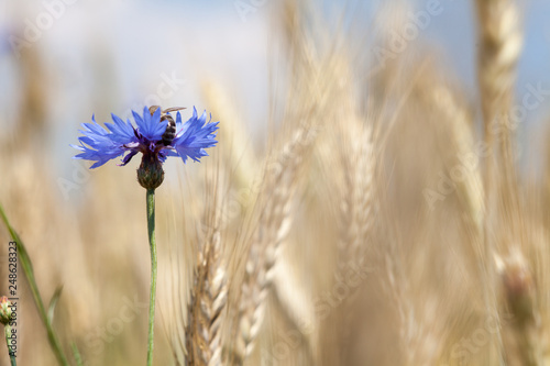 Bee on cornflower. Blue flower among the grain. Collects pollen and drink nectar.