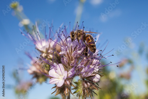 Bee on flower pink phacelia. Collecting pollen and drink nectar. Light Purple flower with insect.