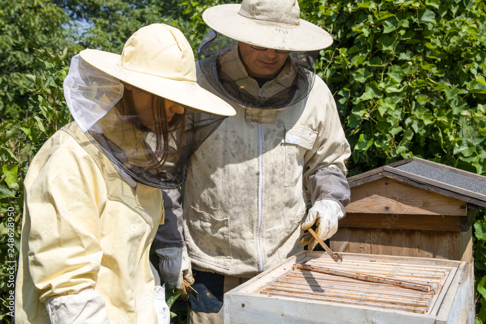 The beekeeper looks at the bee to the hive. Care of bees in the apiary. Extracting honey from the behive. The beekeeper looks at the bee to the hive. Care of bees in the apiary. Extracting honey from the behive.