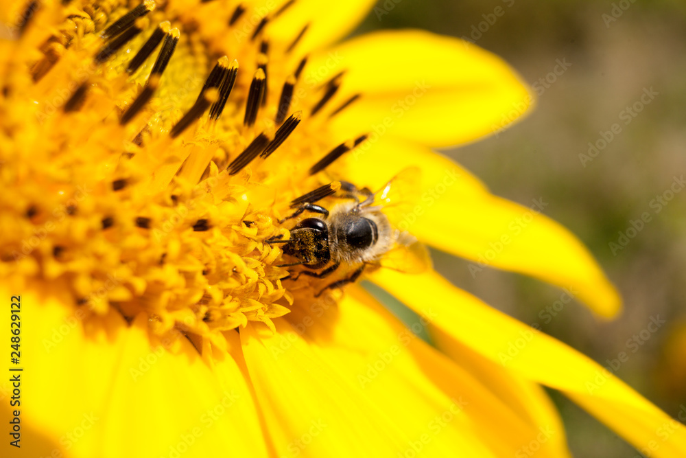 A bee on a sunflower. Collects pollen and drink nectar. Yellow flower with insect. A bee on a sunflower. Collects pollen and drink nectar. Yellow flower with insect.
