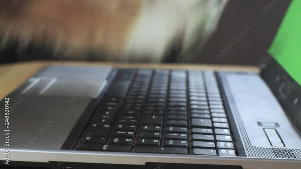 Dog's hands typing on a green screen laptop, close up of paws typing