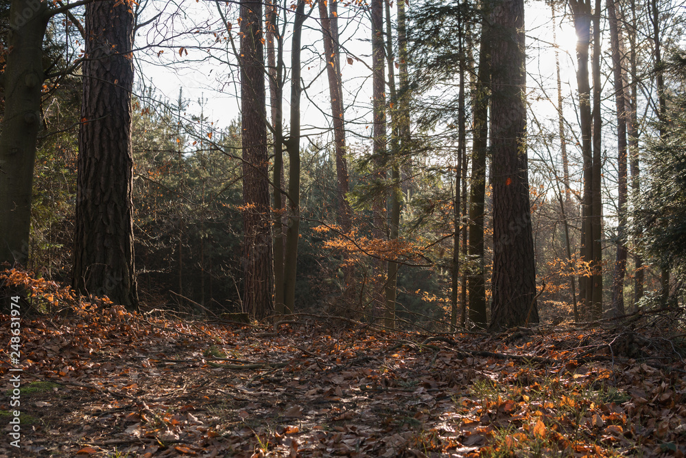 ground in a forest ground in a forest