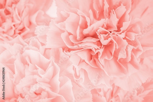 Trendy living coral color flower background. Soft focus of close up coral carnation flower