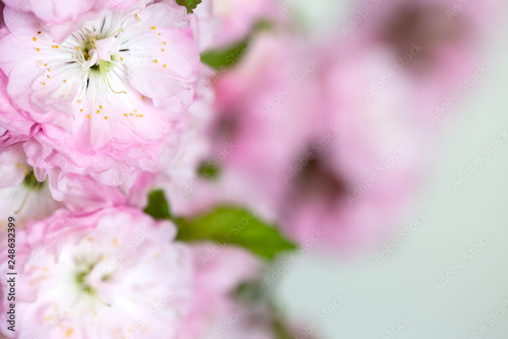 Beautiful almond blossoms - close up Beautiful almond blossoms - close up