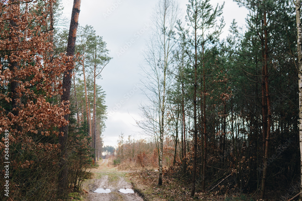 ground road through forest