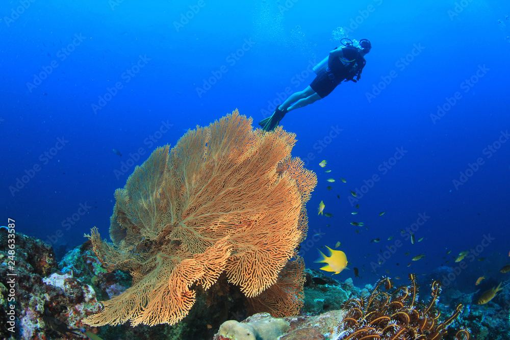 Fototapeta premium Scuba diver explores coral reef 