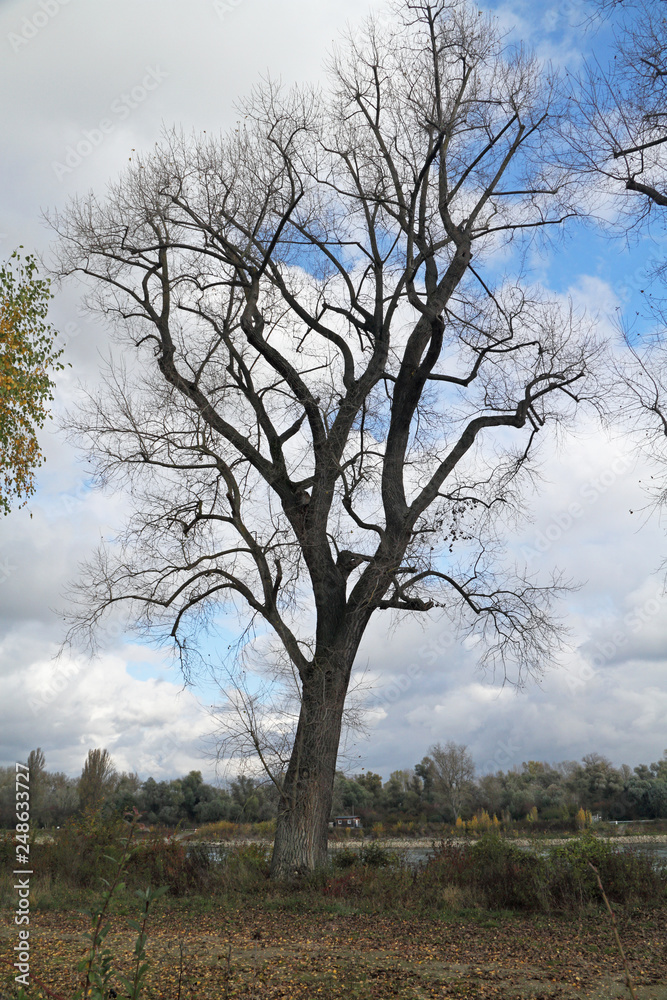 einzelner Laub-Baum