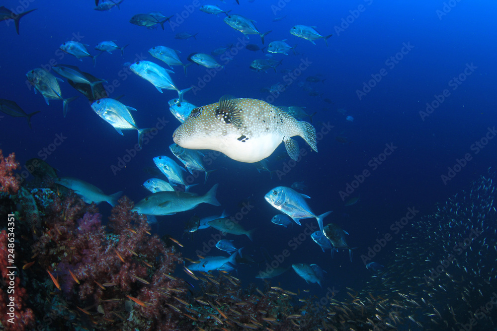 Fototapeta premium Coral reef and fish in Thailand