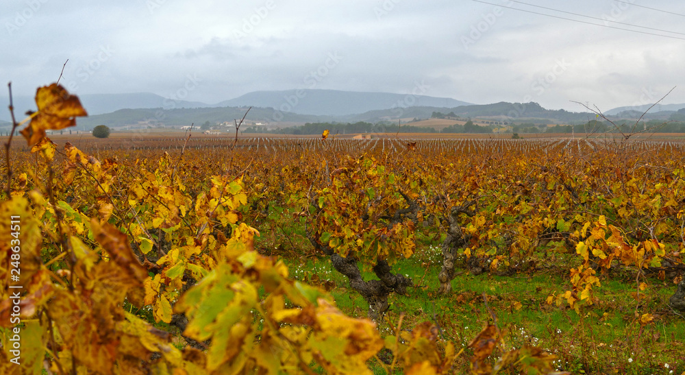 Penedès, Catalonia. Vineyards in autumn.