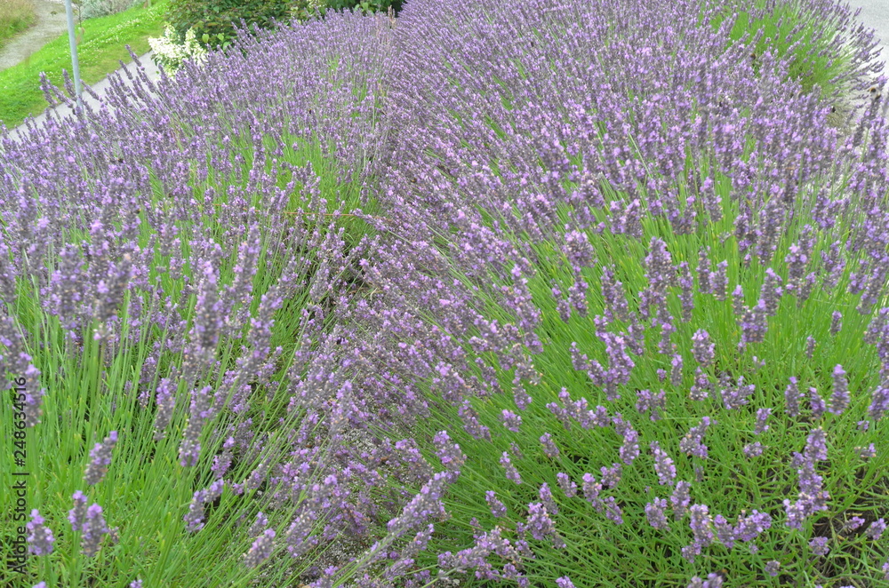 Obraz premium Lavendel