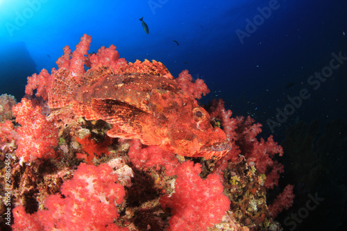 Fototapeta Naklejka Na Ścianę i Meble -  Scorpionfish fish 