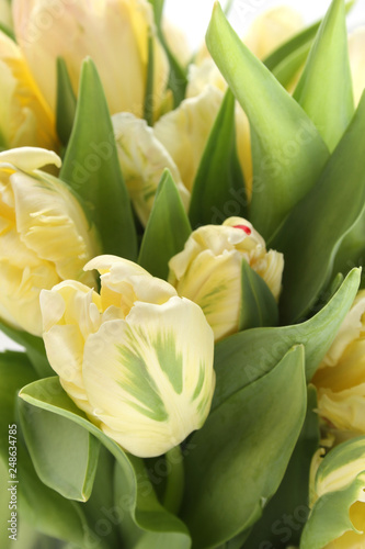 Bunch of white tulips