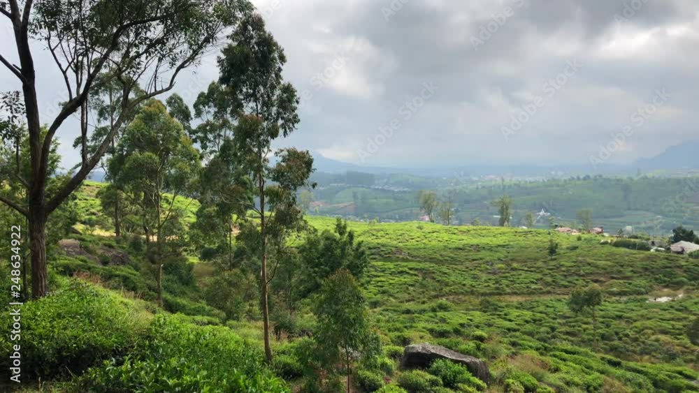 Nuwara Eliya tea plantation in Sri Lanka. Nuwara Eliya is the most important place for tea plantation and production in Sri Lanka. Nuwara Eliya tea plantation in Sri Lanka. Nuwara Eliya is the most important place for tea plantation and production in Sri Lanka.