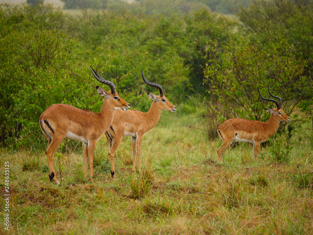 Naklejka premium Generuks in Masai Mara park, Kenya