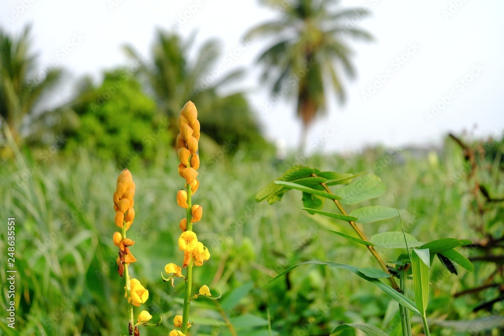 Yellow golden bush flower blossom in a jungle with blurred wild grass field and coconut trees background Yellow golden bush flower blossom in a jungle with blurred wild grass field and coconut trees background