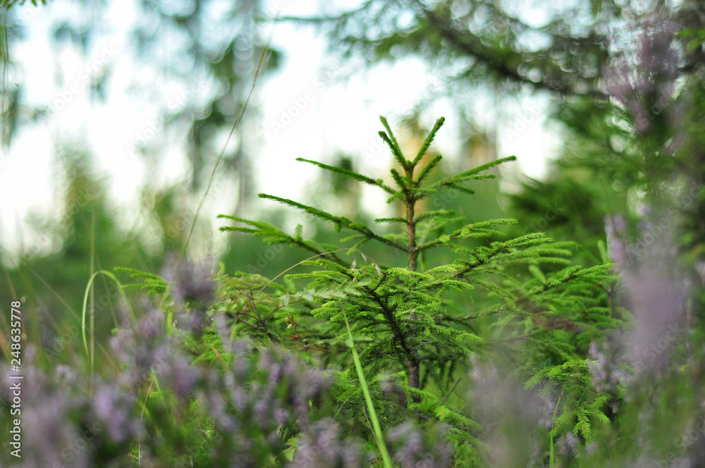 Young fir trees in forest surrounded by blooming heather Young fir trees in forest surrounded by blooming heather