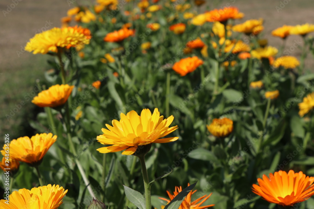 yellow flowers in garden