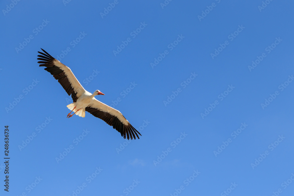 stork with spread wings against blue sky with copy-space