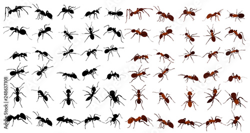 set of ant photo
